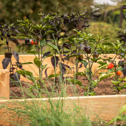 Relaxdays Tuteur à tomates en lot de 6, métal (acier), anneau, longueur : 60 cm, pour le jardin, vert foncé
