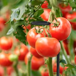 Relaxdays Tuteur à tomates en lot de 6, métal (acier), anneau, longueur : 80 cm, pour le jardin, noir