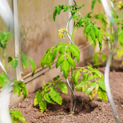 Tuteur à tomates en lot de 10, acier galvanisé, diamètre : 5 mm, longueur : 90 cm, argenté - Relaxdays