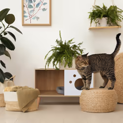 Meuble de toilette à porte pour chat, HxLxP: 50x75x40 cm, cache-litière, couchage, intérieur, nature - blanc - Relaxdays