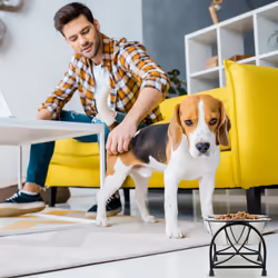 Relaxdays - Gamelles, support pour petits chiens, avec 2 bols en acier inoxydable de 1 l chacun, noir - argenté