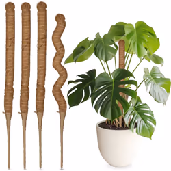 Avec ces tuteurs pour plantes, vous offrez plus de stabilité à vos plantes grimpantes. Adaptés aux plantes d'intérieur de gra ...