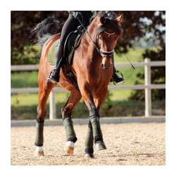 Flanelles pour cheval scratch Kavalkade Klimatex