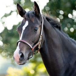 Licol pour poulain en cuir Kavalkade Yearling