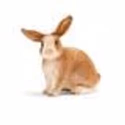 schleich FARM WORLD Lapin, 3 an(s), Multicolore, Plastique