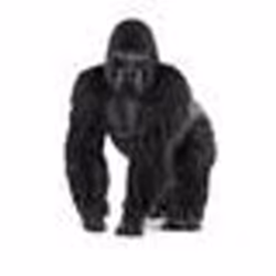 schleich WILD LIFE Gorille, mâle, 3 an(s), Afrique, Multicolore, Plastique