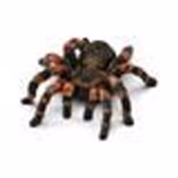 schleich WILD LIFE Mygale, 3 an(s), Multicolore, Plastique
