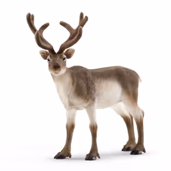 schleich WILD LIFE Renne, 3 an(s), Multicolore, Plastique, 1 pièce(s)