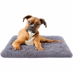 Votre fidèle compagnon est plus qu’un simple animal de compagnie, mais un véritable membre à part entière de la famille ? Alo ...