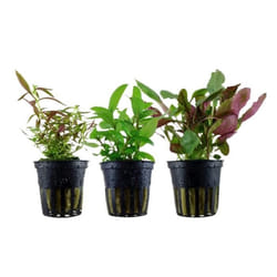AquaOne Plantes daquarium - Set de pots de plantes No.125