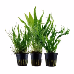 Plantes daquarium - AQUA ONE - Set de pots No.132 - 3 fougères Java - Facile à entretenir - Vert