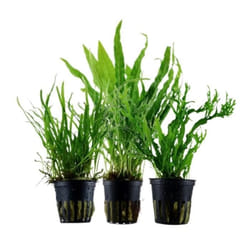 Plantes daquarium - AQUA ONE - Set de pots No.132 - 3 fougères Java - Facile à entretenir - Vert