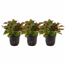 AquaOne Plantes daquarium - Pack de 3 plantes No.335A