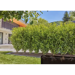 Gardena 13503-20 tuyau d'arrosage 25 m En-dessous du sol Noir