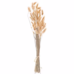 Fleurs séchées décoratives. Optez pour des fleurs qui resteront intactes. Ce joli bouquet composé de tiges sèches de lagure o ...