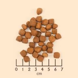 Wolfsblut Wild Duck 2 kg Chiot Canard, Pomme de terre