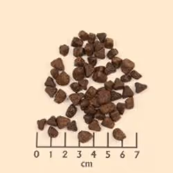 Wolfsblut WB764522 Alimentation sèche pour chiens 2 kg Adulte Cheval, Patate douce