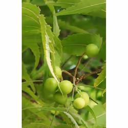 Khadi Ayurvedic Hair Oil neem Harmony Huile de cheveux 50 ml Femmes - Vue supplémentaire 4