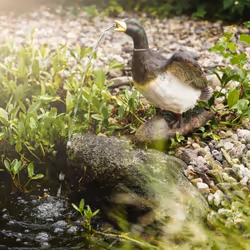 Alerte canard à l'étang de jardin Attention, voici notre "Lucky Duck" qui s'approche en se dandinant. Il piaille de plaisir e ...