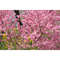 Fujifilm XF 55-200mm F 3.5-4.8 R LM OIS MILC Noir