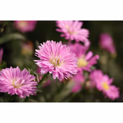 Canon RF-S 55-210mm F5-7.1 IS STM MILC Téléobjectif zoom Noir - Vue supplémentaire 7