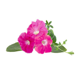 Click & Grow Pétunia rose en cosses