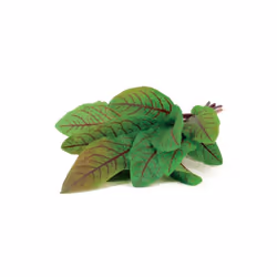 Click & Grow Bloody Sorrel 3 pièce(s) Oseille sanguine Remplir