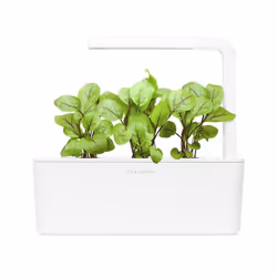 Click & Grow Bloody Sorrel 3 pièce(s) Oseille sanguine Remplir