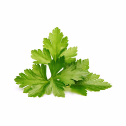 Click & Grow Cilantro/Coriander 3 pièce(s) Coriandre Remplir