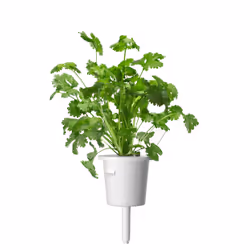 Click & Grow Cilantro/Coriander 3 pièce(s) Coriandre Remplir