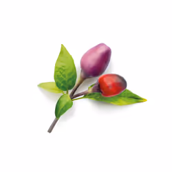 Click & Grow 4742793008745 kit de croissance et recharge 3 pièce(s) Piment Kit de démarrage