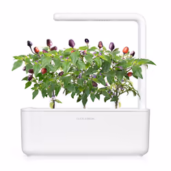 Click & Grow 4742793008745 kit de croissance et recharge 3 pièce(s) Piment Kit de démarrage
