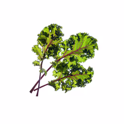 Click & Grow 4742793008752 kit de croissance et recharge 3 pièce(s) Chou rouge Kit de démarrage