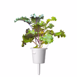 Click & Grow 4742793008752 kit de croissance et recharge 3 pièce(s) Chou rouge Kit de démarrage
