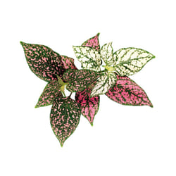 Click & Grow PLANTE AUX EPHELIDES