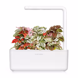 Click & Grow PLANTE AUX EPHELIDES