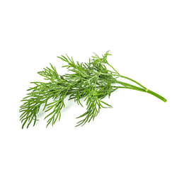Click & Grow ANETH