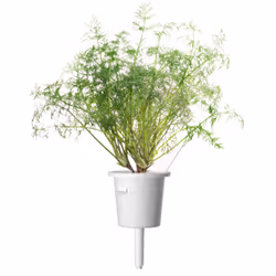 Click & Grow ANETH