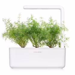 Click & Grow ANETH