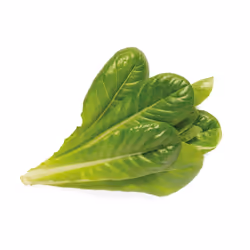 Click &amp; Grow LAITUE ROMAINE, Plantes comestibles, Laitue, Remplir, Croissance rapide (3-5 semaines), 2- 14 jour(s), 18 -  ...