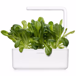Click & Grow LAITUE ROMAINE
