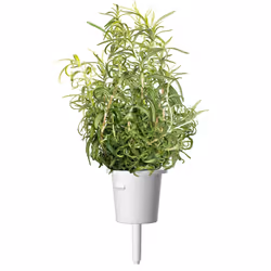 Click & Grow ROMARIN
