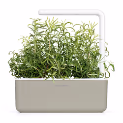 Click & Grow ROMARIN