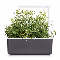 Click & Grow ROMARIN - Vue supplémentaire 4