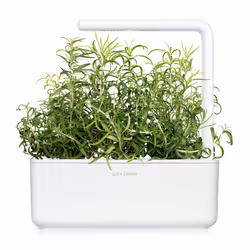 Click & Grow ROMARIN - Vue supplémentaire 5
