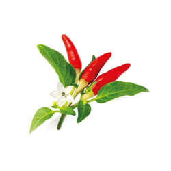 Click & Grow PIMENT ROUGE