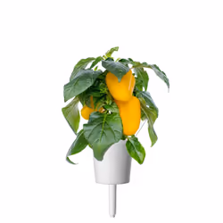Click & Grow 4742793008950 kit de croissance et recharge 3 pièce(s) Poivron jaune Kit de démarrage
