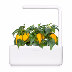 Click & Grow 4742793008950 kit de croissance et recharge 3 pièce(s) Poivron jaune Kit de démarrage - Vue supplémentaire 4