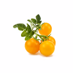 Click & Grow SGR57x3 3 pièce(s) Tomate cerise Kit de démarrage