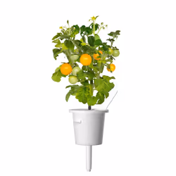 Click & Grow SGR57x3 3 pièce(s) Tomate cerise Kit de démarrage